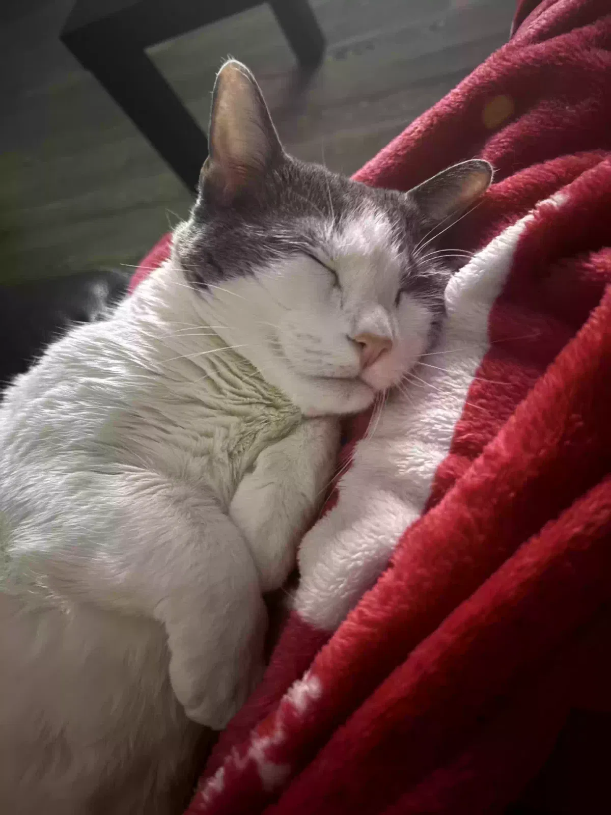 Nala, Unknown Cat for adoption in Orlando, FL, 32839