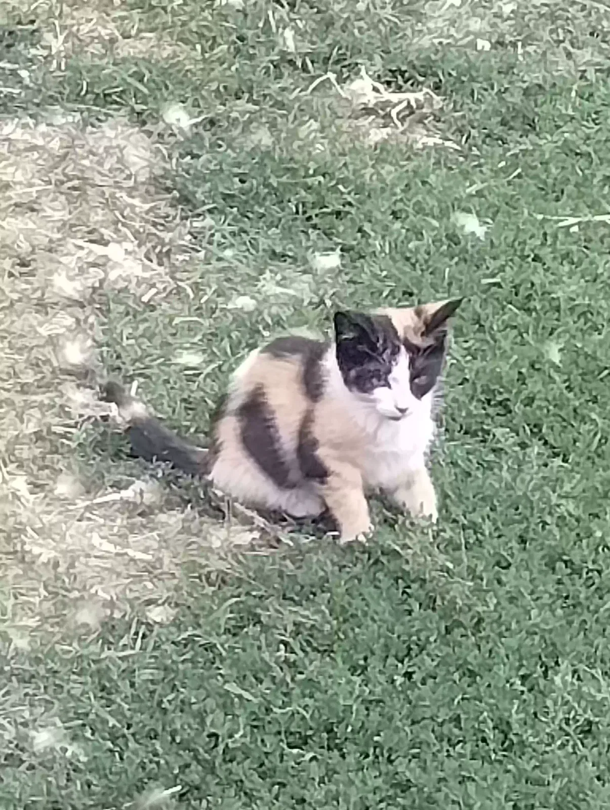 Cat, unknown Cat for adoption in Fruitland, WA, 99129