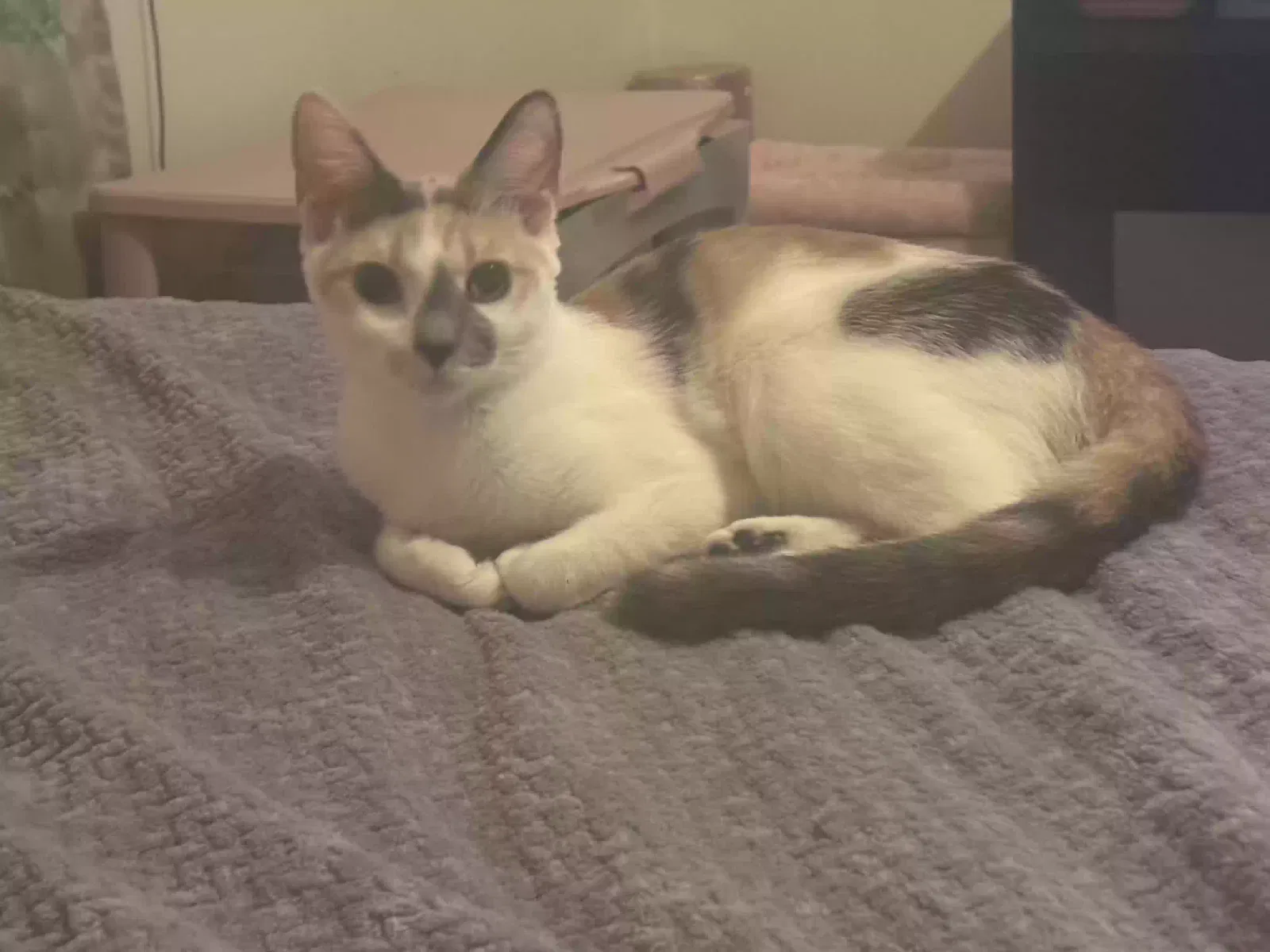Roxanne, Unknown Cat for adoption in Lithonia, GA, 30058