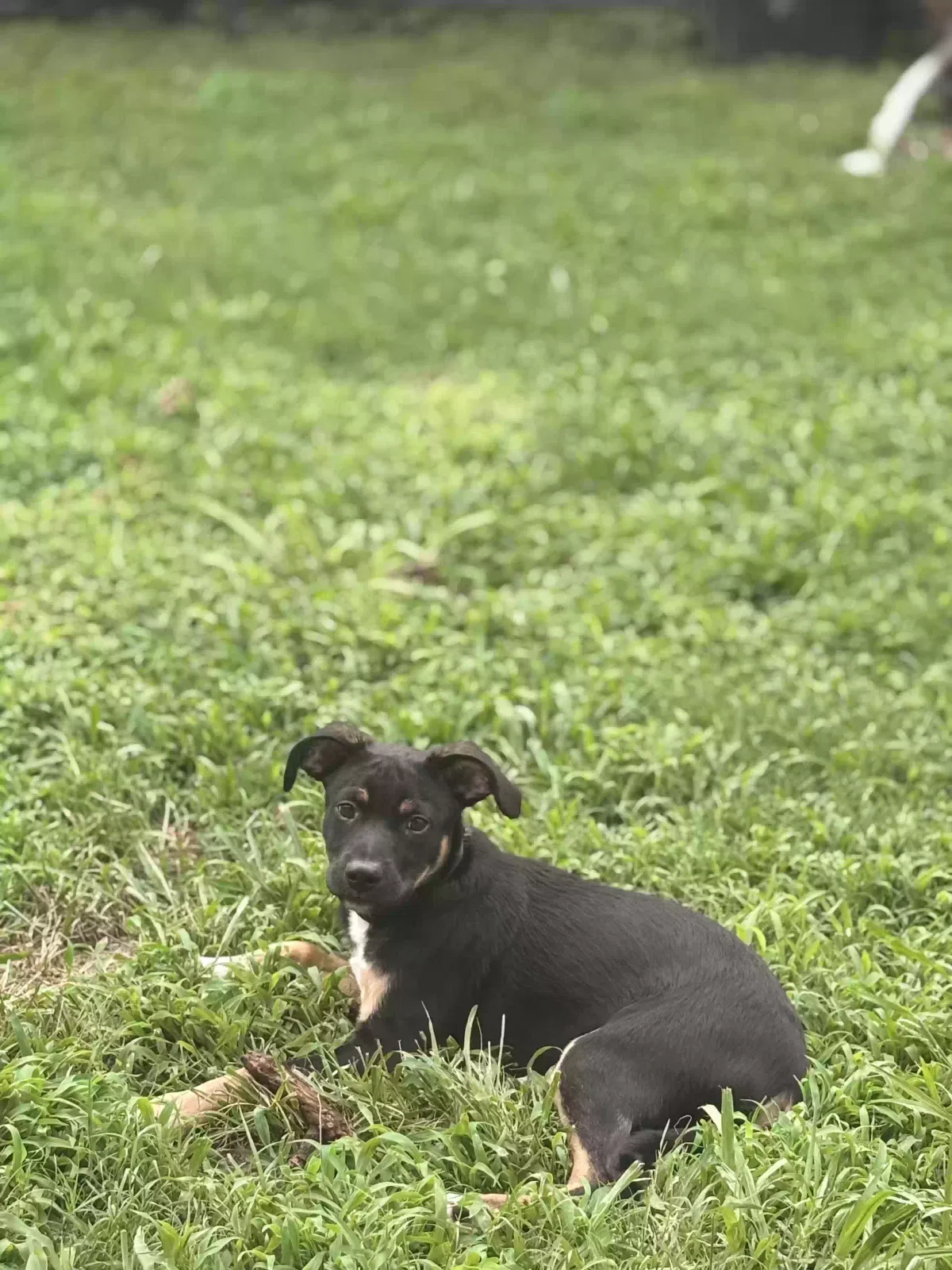 Dog, Unknown Dog for adoption in Cleveland, TN, 37312