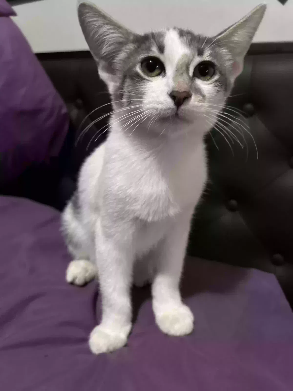 Rollie, Mixed Cat for adoption in Mesa, AZ, 85202