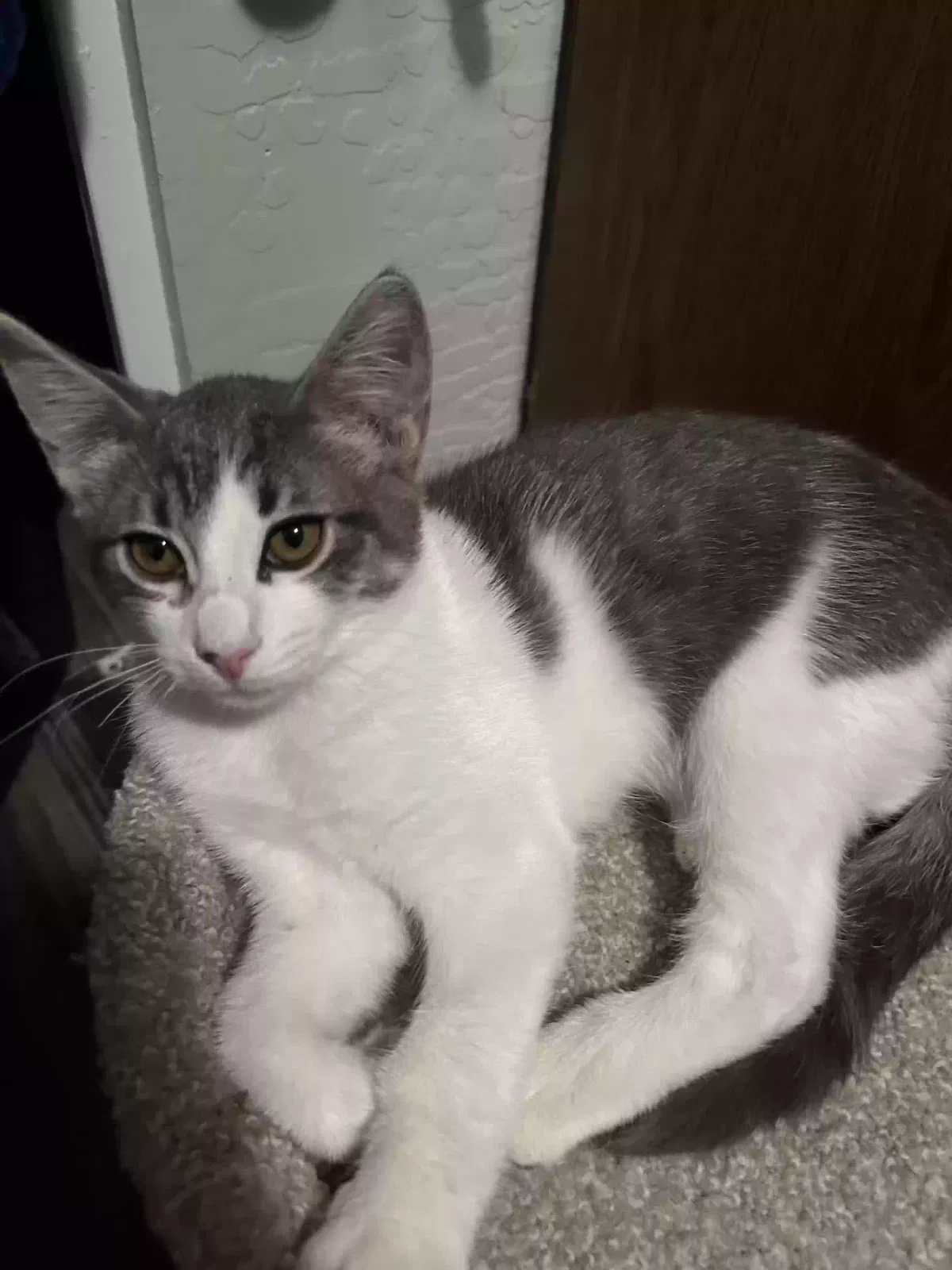 Cat, Mixed Cat for adoption in Mesa, AZ, 85202