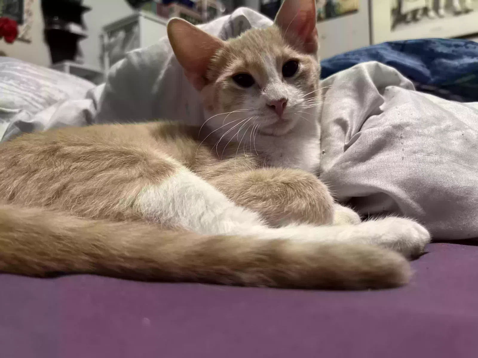 Cat, Mixed Cat for adoption in Mesa, AZ, 85202