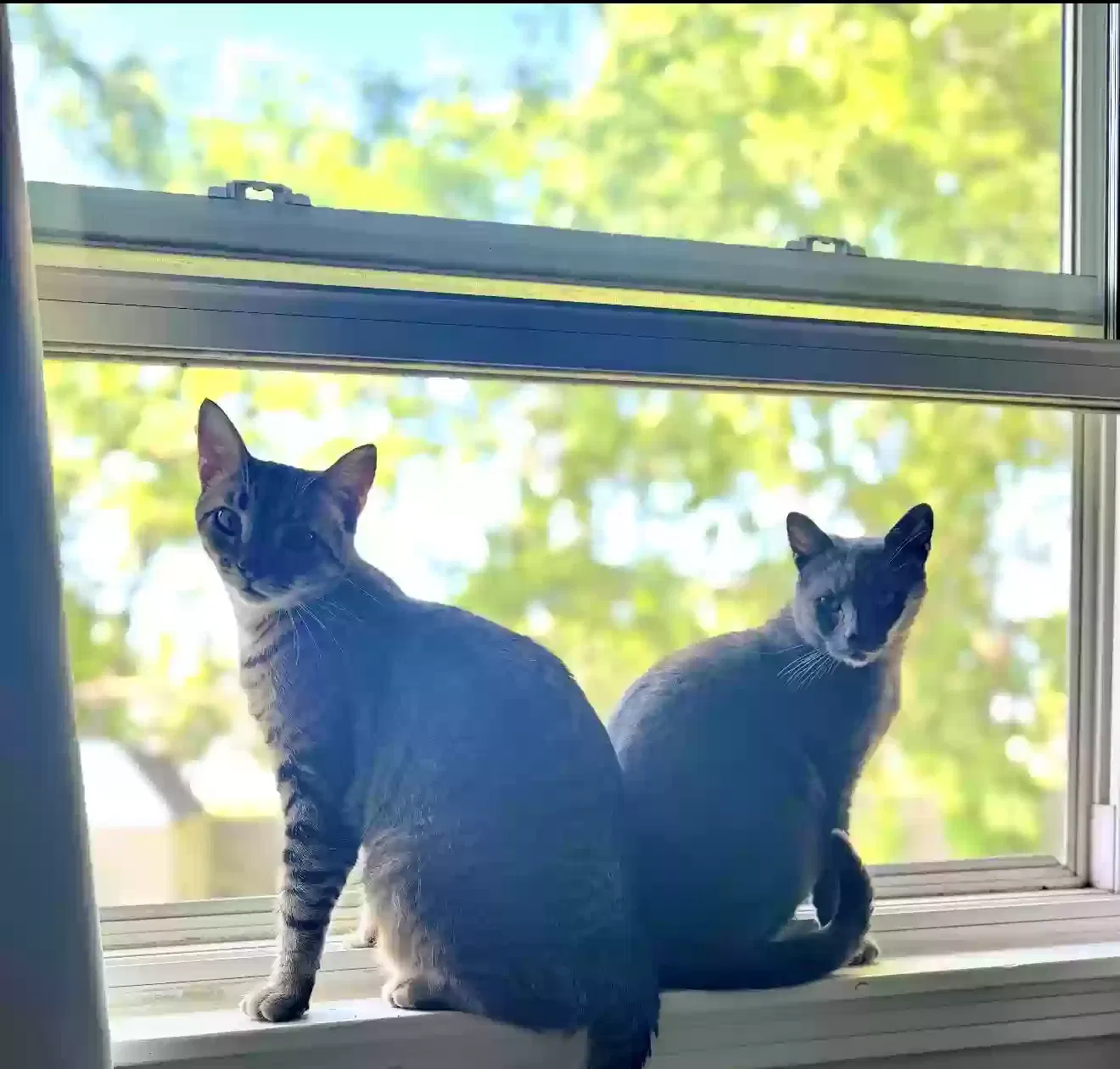 Mimi/Milo, Domestic shorthair Cat for adoption in Louisville, KY, 40218