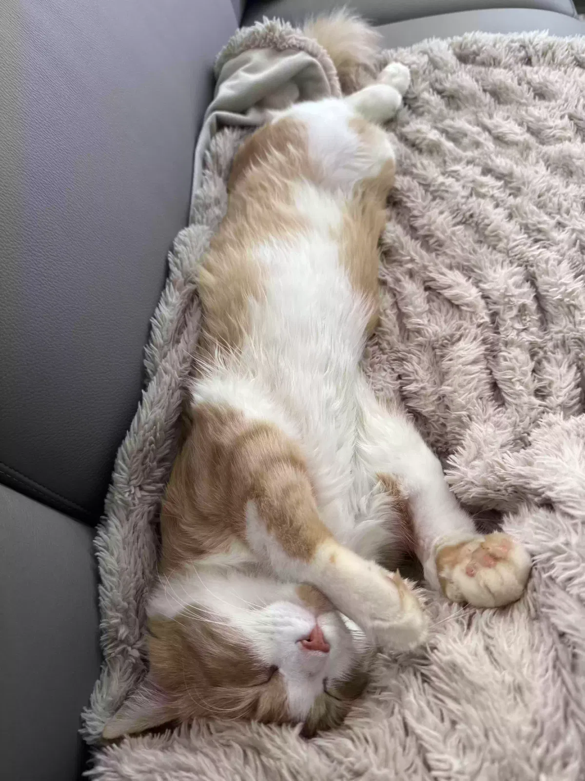 Tahini, Tabby Cat for adoption in Acworth, GA, 30102
