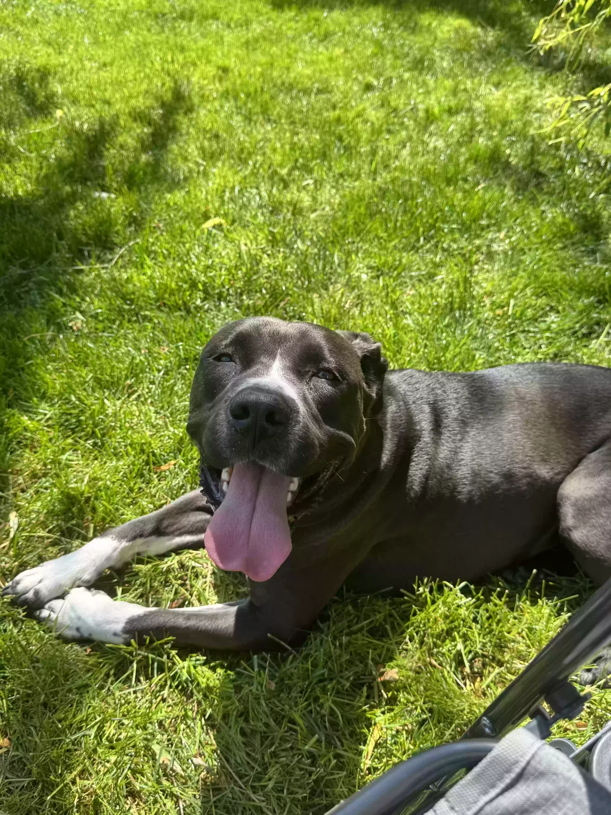 LADY, pitbull Dog for adoption in Salem, OR, 97304