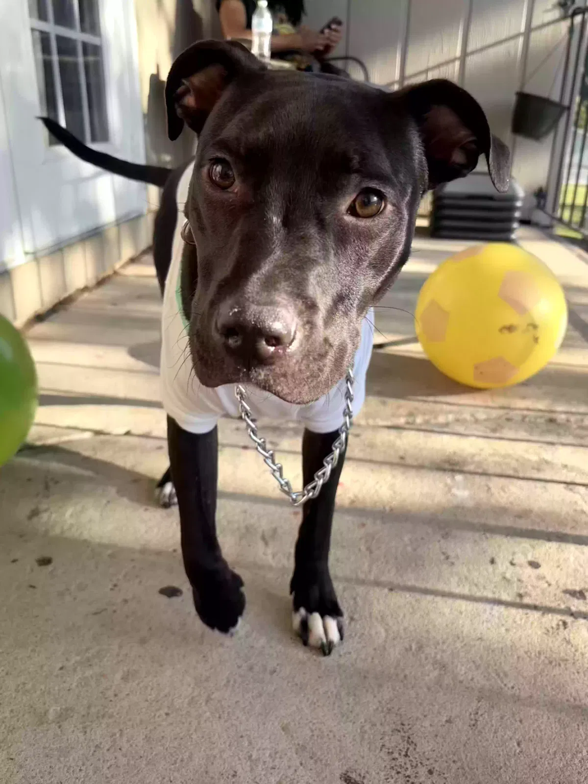 Brisket, Pit bull/terrier mix Dog for adoption in Atlanta, GA, 30354