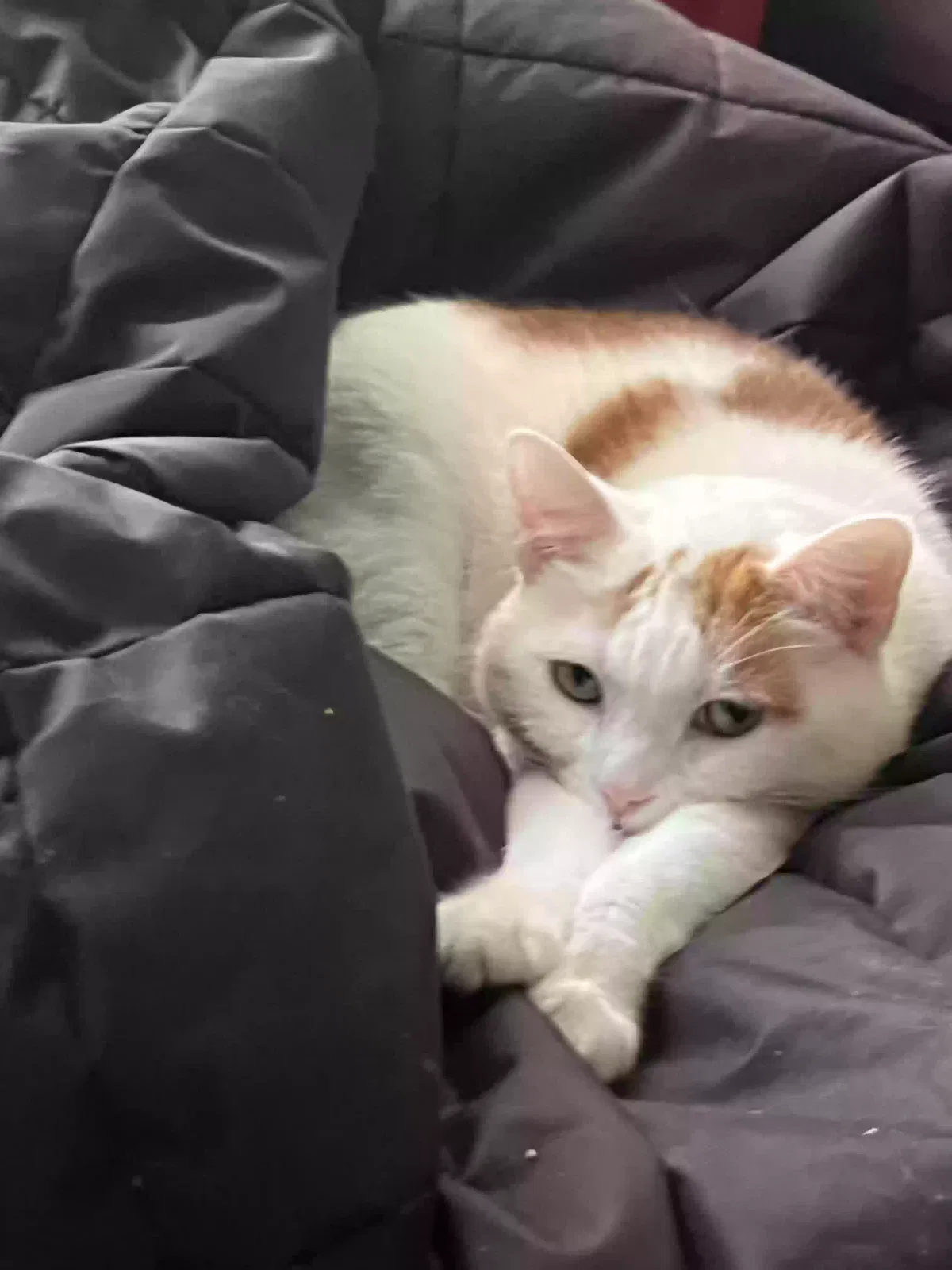 Cat, Unknown Cat for adoption in Saint Clairsville, OH, 43950