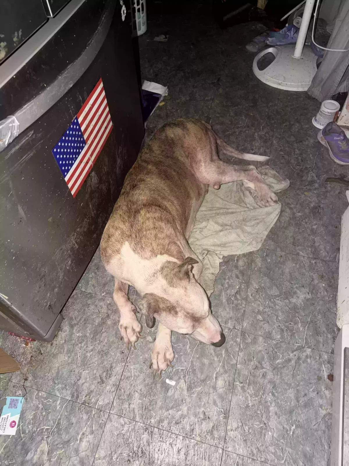 Dog, Pit bull Dog for adoption in Beech Grove, IN, 46107