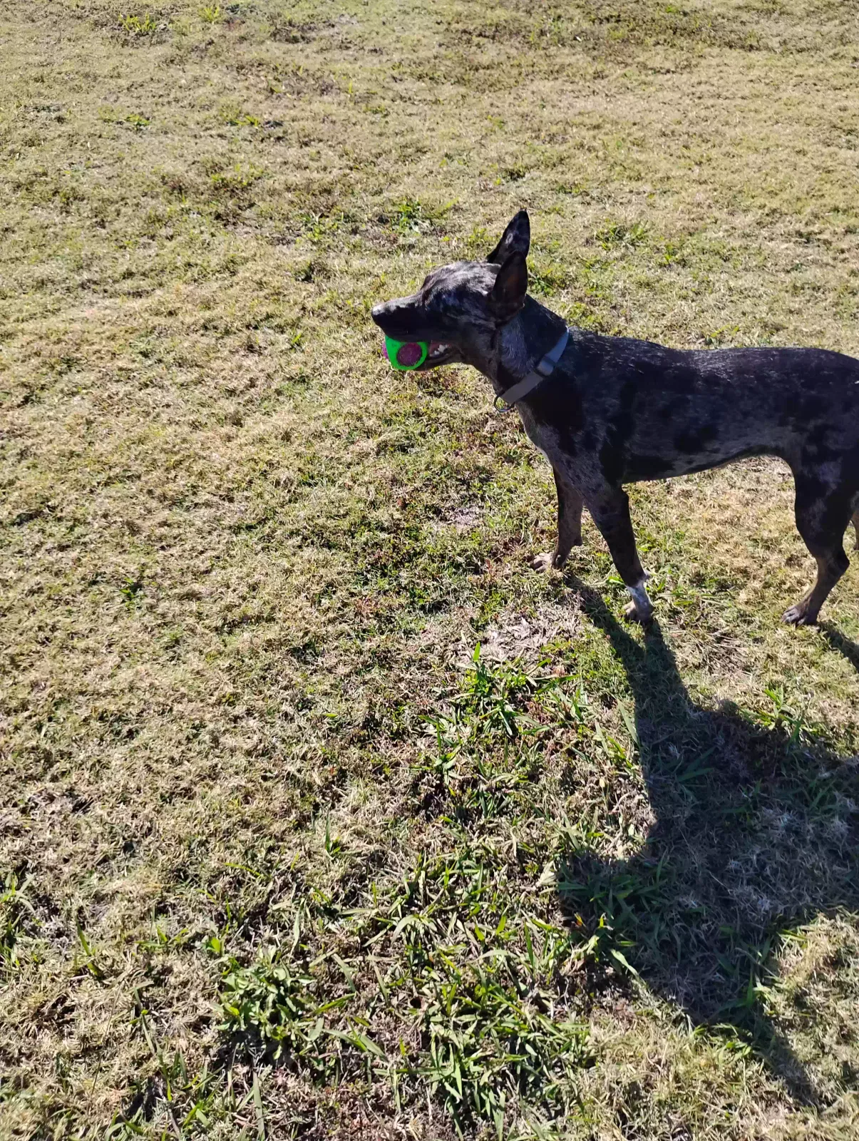 Dog, Bluehealer Dog for adoption in Wynne, AR, 72396