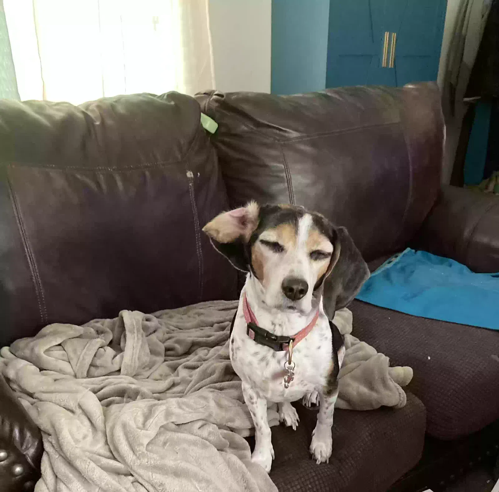Dog, Beagle Dog for adoption in Sadler, TX, 76264