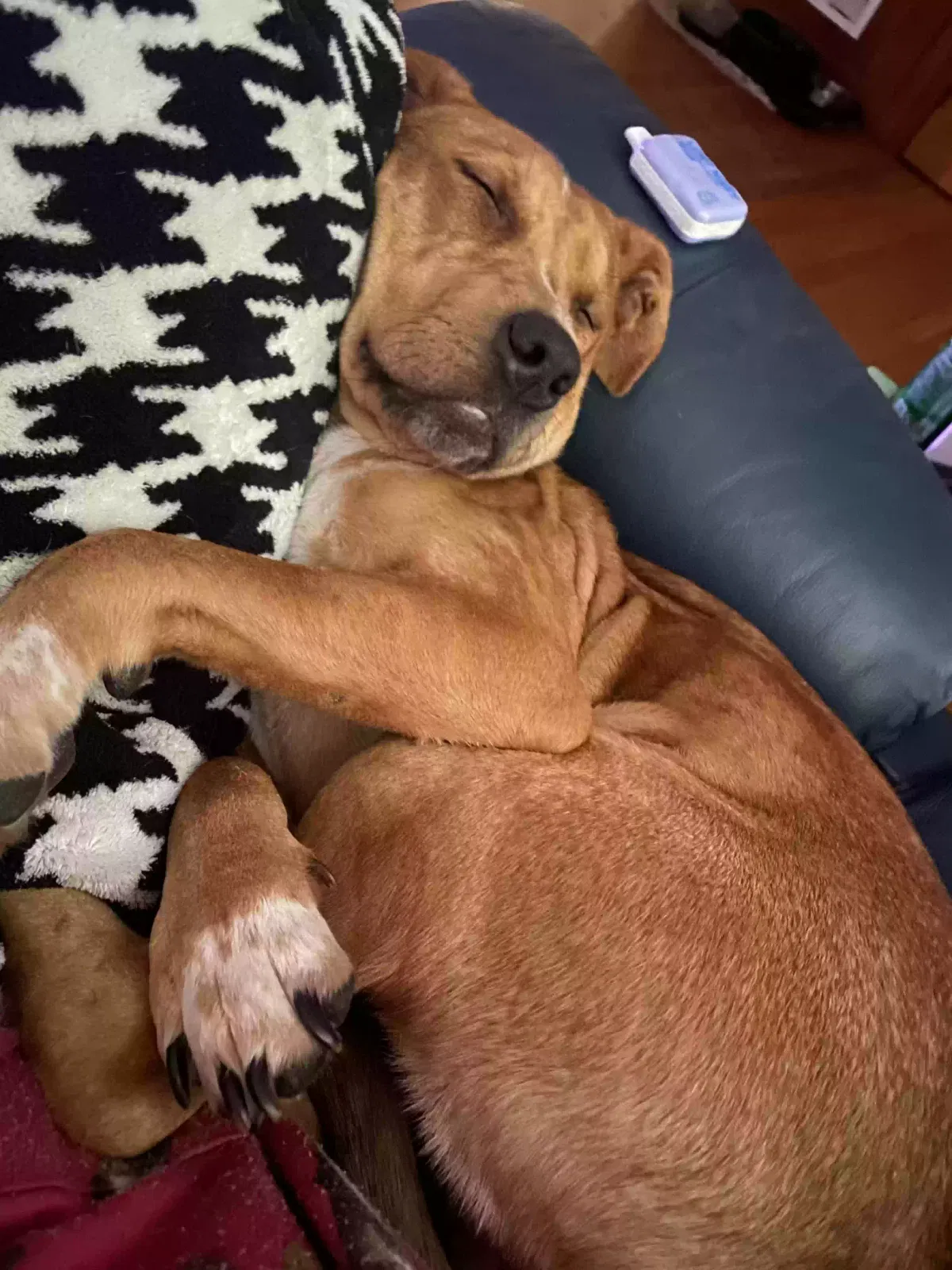 Dolly, Texas Heeler// Pitt Bull Mix Dog for adoption in Jefferson, NC, 28640