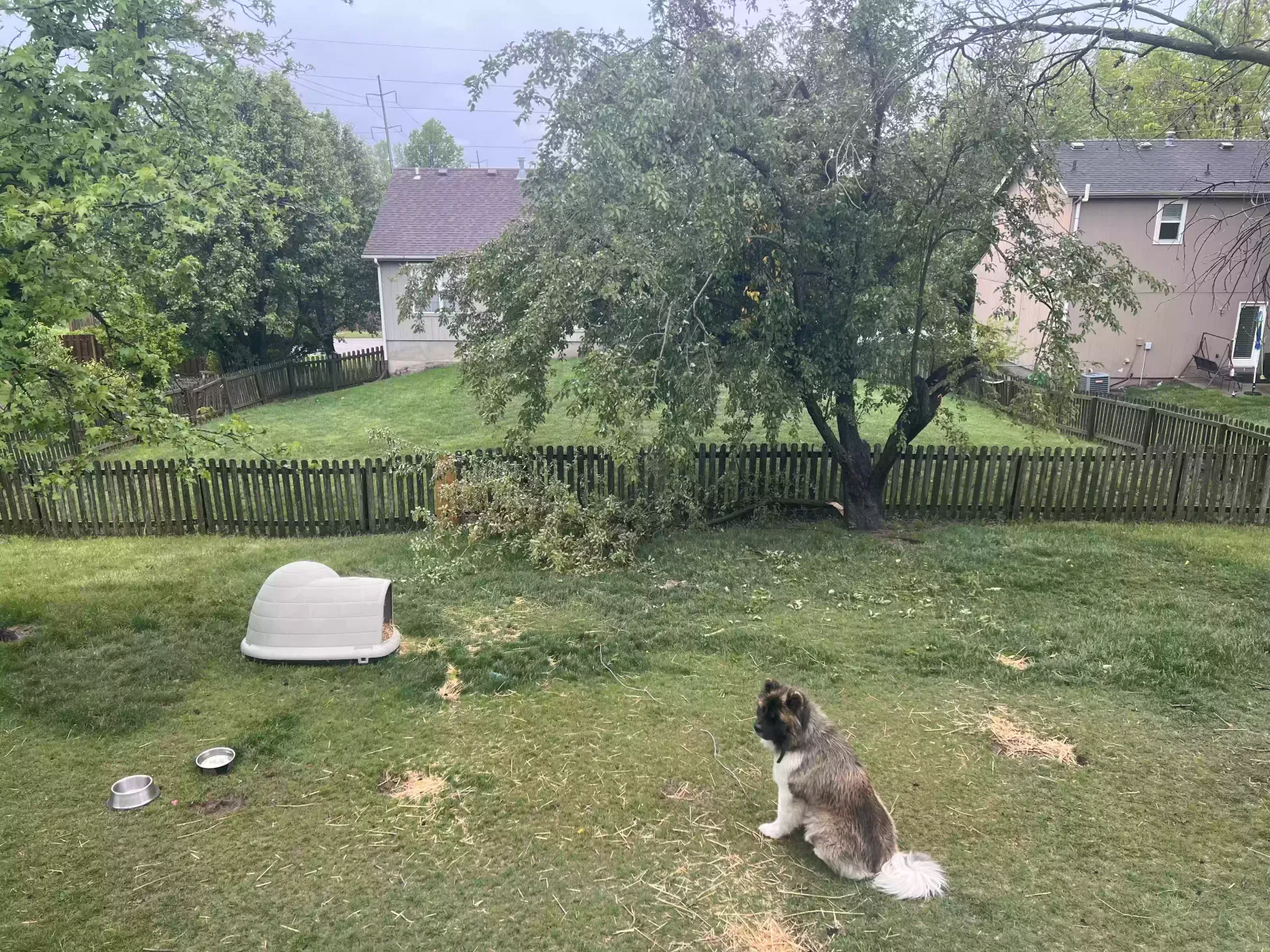Melo, Akita Dog for adoption in Kansas City, MO, 64133
