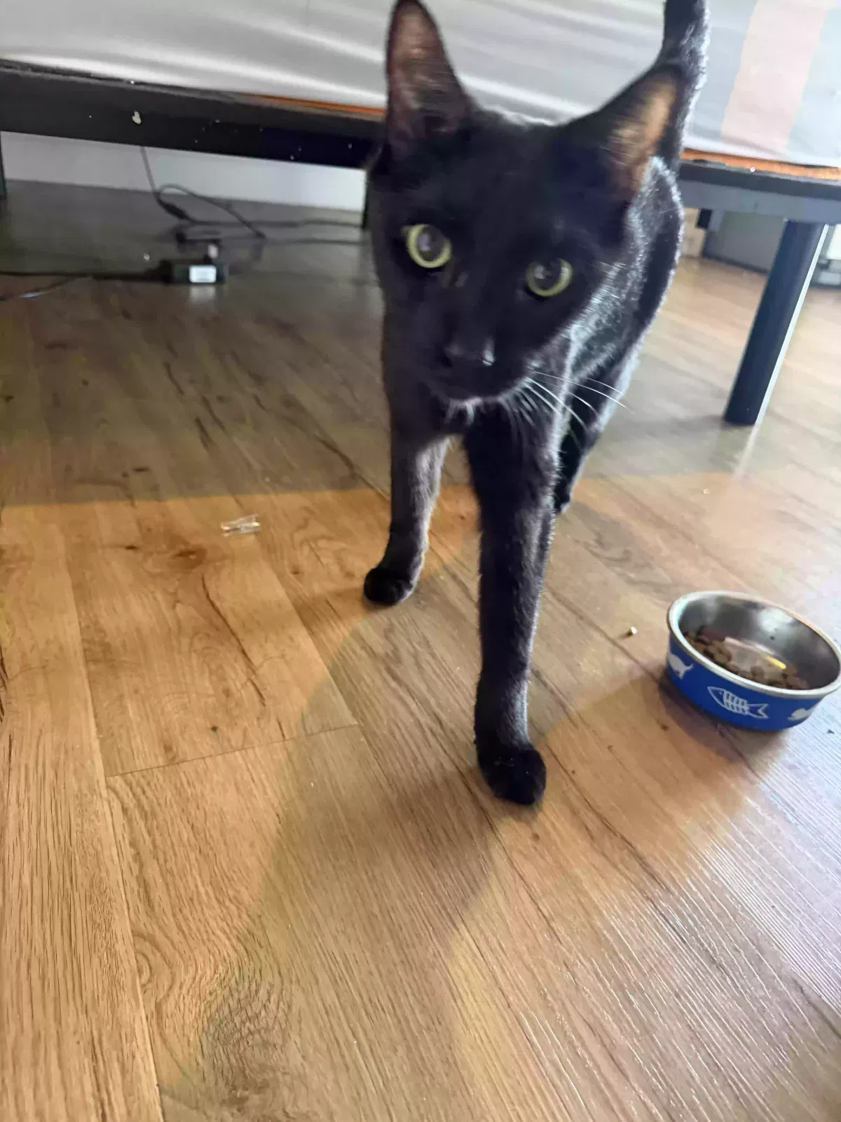 Ace, Unknown Cat for adoption in Wesley Chapel, FL, 33545
