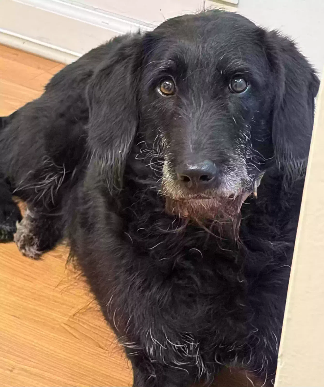 Callie, Labradoodle Dog for adoption in Flint, MI, 48503