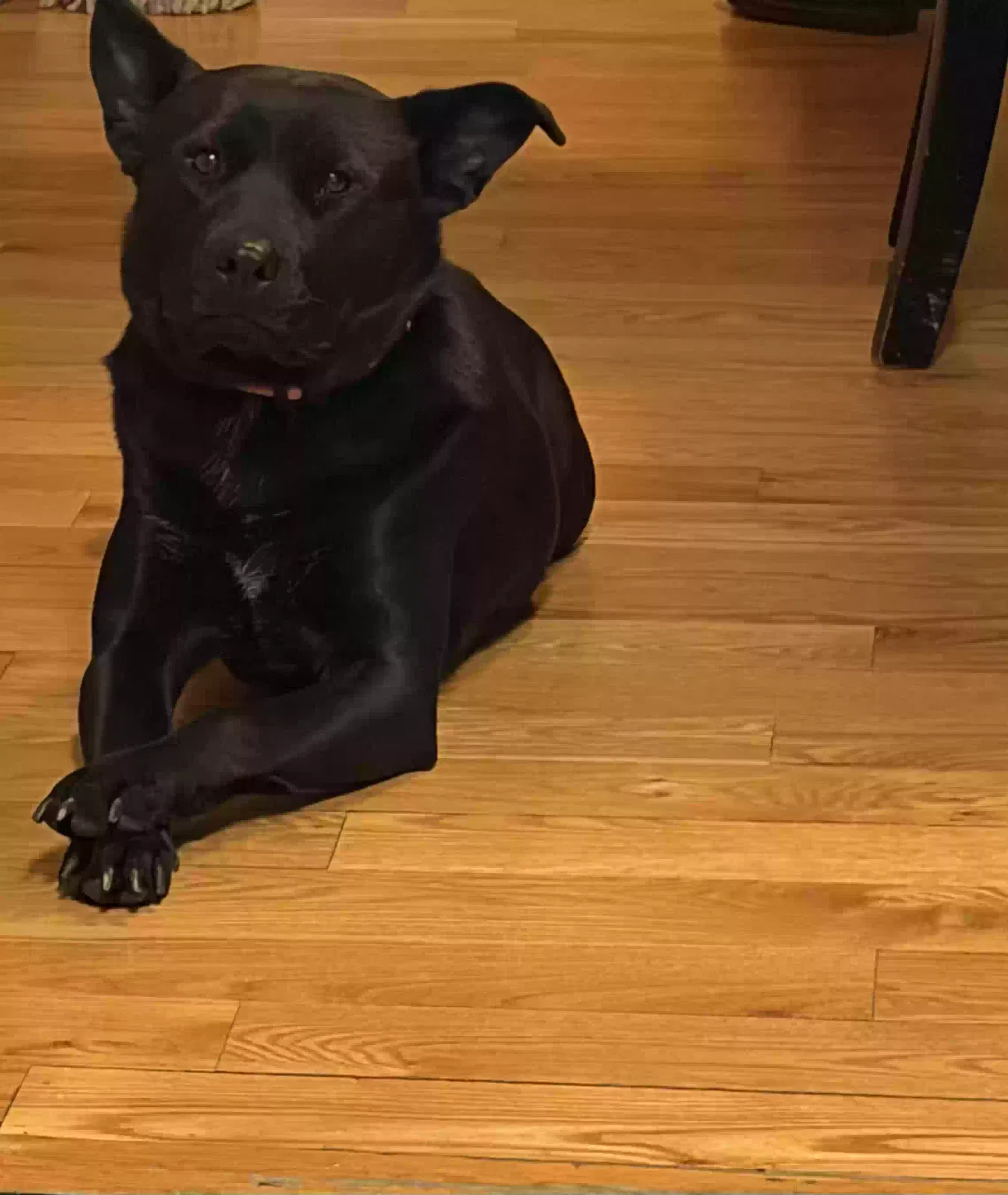 Peach, Unknown Dog for adoption in Flint, MI, 48503