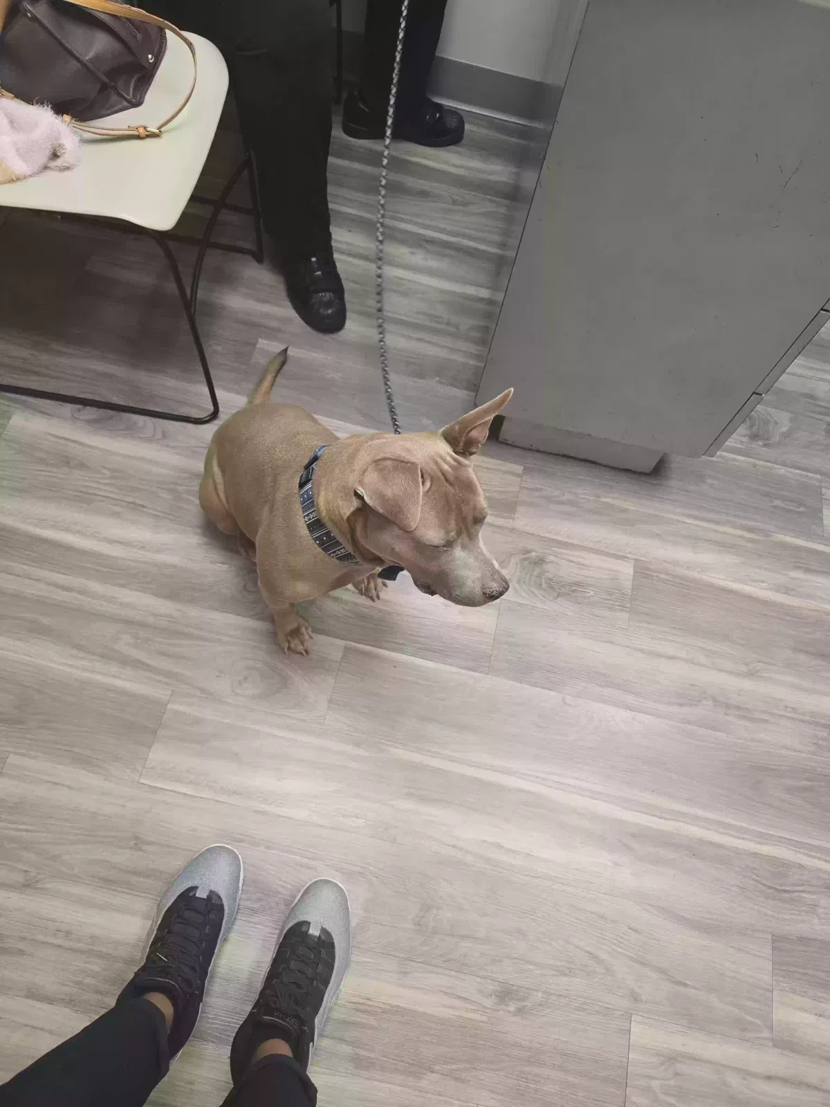 Dog, Staffie Dog for adoption in Oakfield, TN, 38362