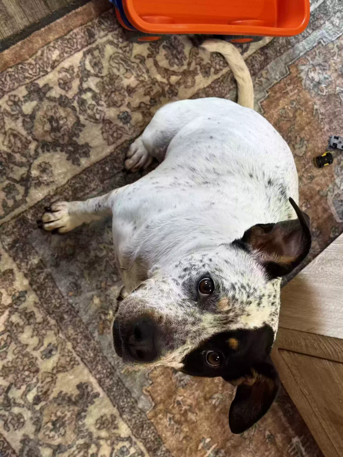 Marley, Dashund, American staffordshire terrior Dog for adoption in Oklahoma City, OK, 73127