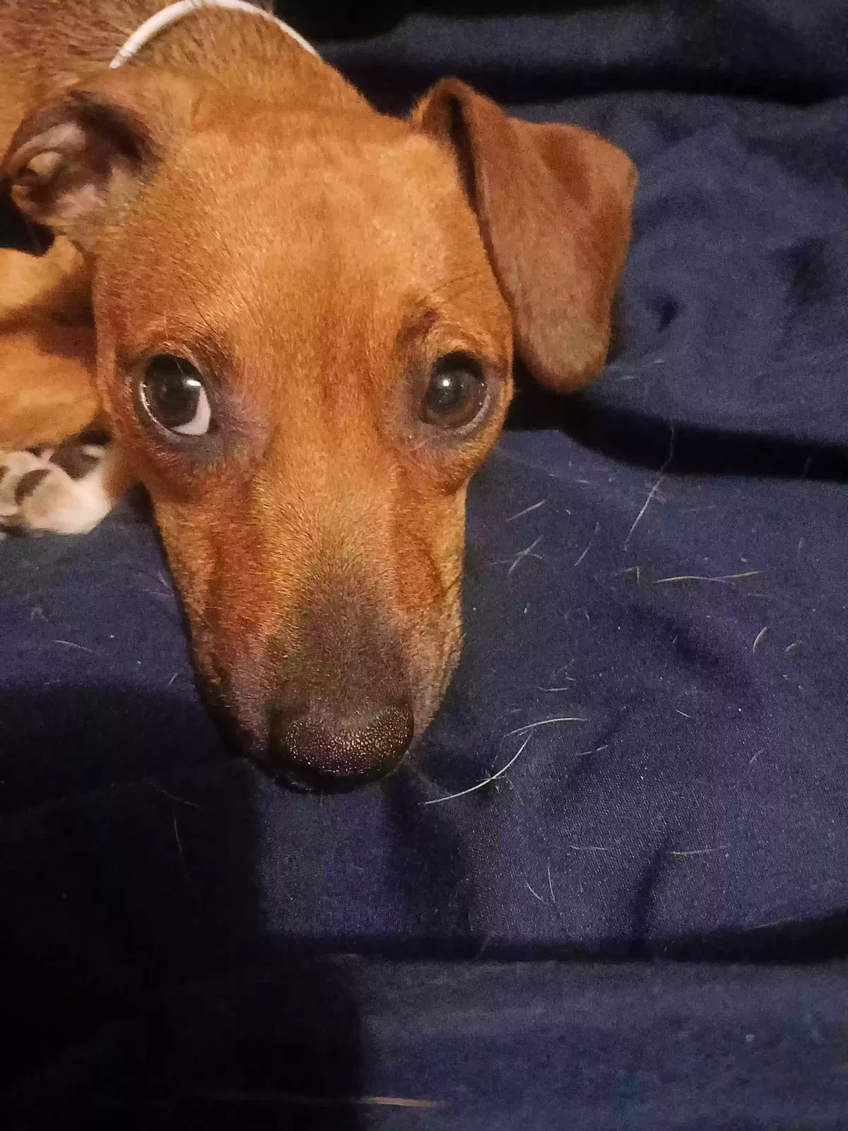 Wednesday, Jack Russell/min-pin Dog for adoption in Newport, NC, 28570