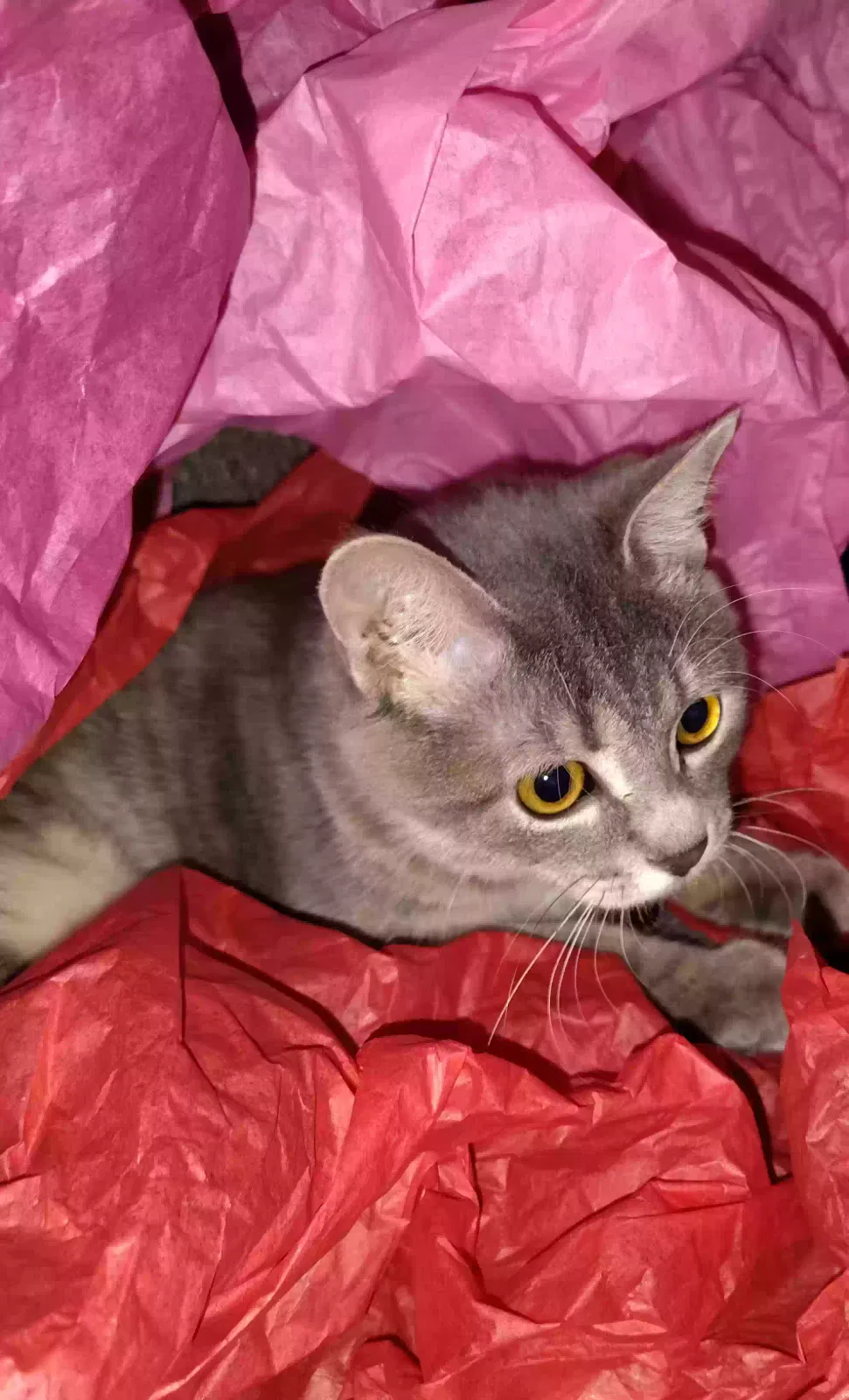 Mow mow, Unknown Cat for adoption in Amarillo, TX, 79102