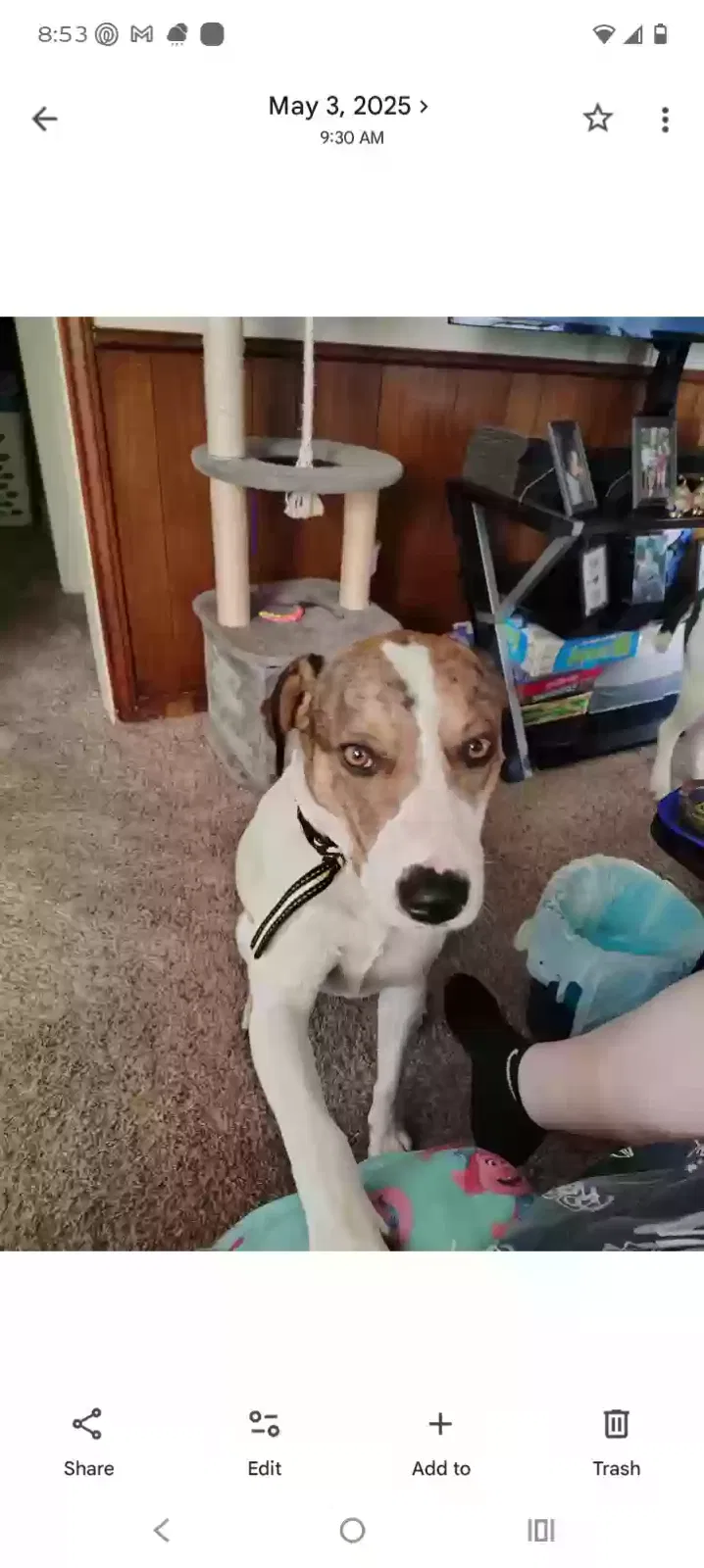 Dog, Unknown Dog for adoption in Amarillo, TX, 79102