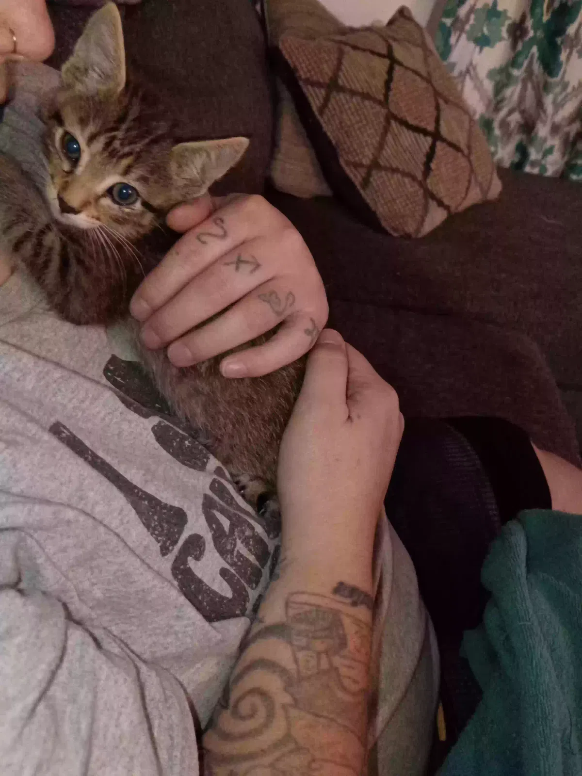 Raja or rara, Unknown Cat for adoption in Amarillo, TX, 79102