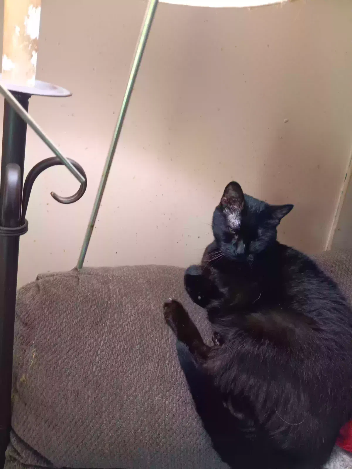 Keeley, Black Cat Cat for adoption in Craigsville, VA, 24430