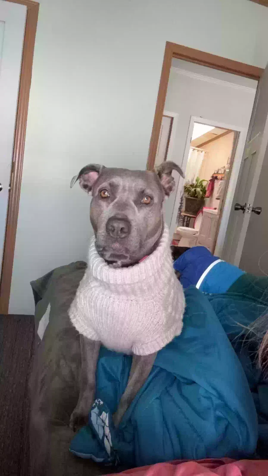 Jesse, Pitt Bull mix Dog for adoption in Newaygo, MI, 49337
