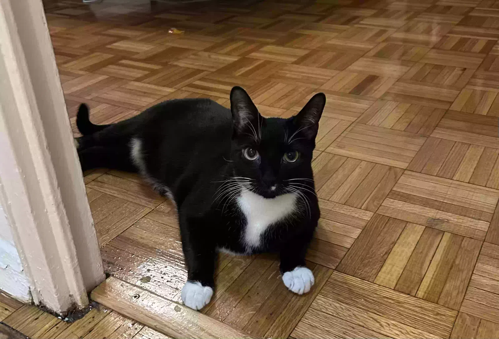 Sebastian, Unknown Cat for adoption in Monroe Township, NJ, 8831