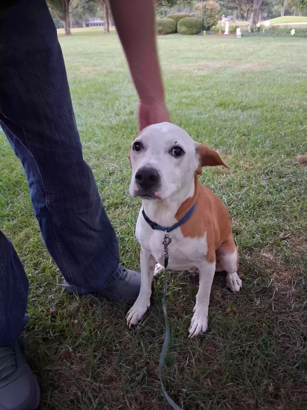 Dog, Beagle hound mix Dog for adoption in Lexington, KY, 40505