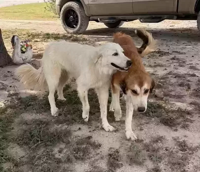 strays - not named, Unknown Dog for adoption in Hillsboro, TX, 76645