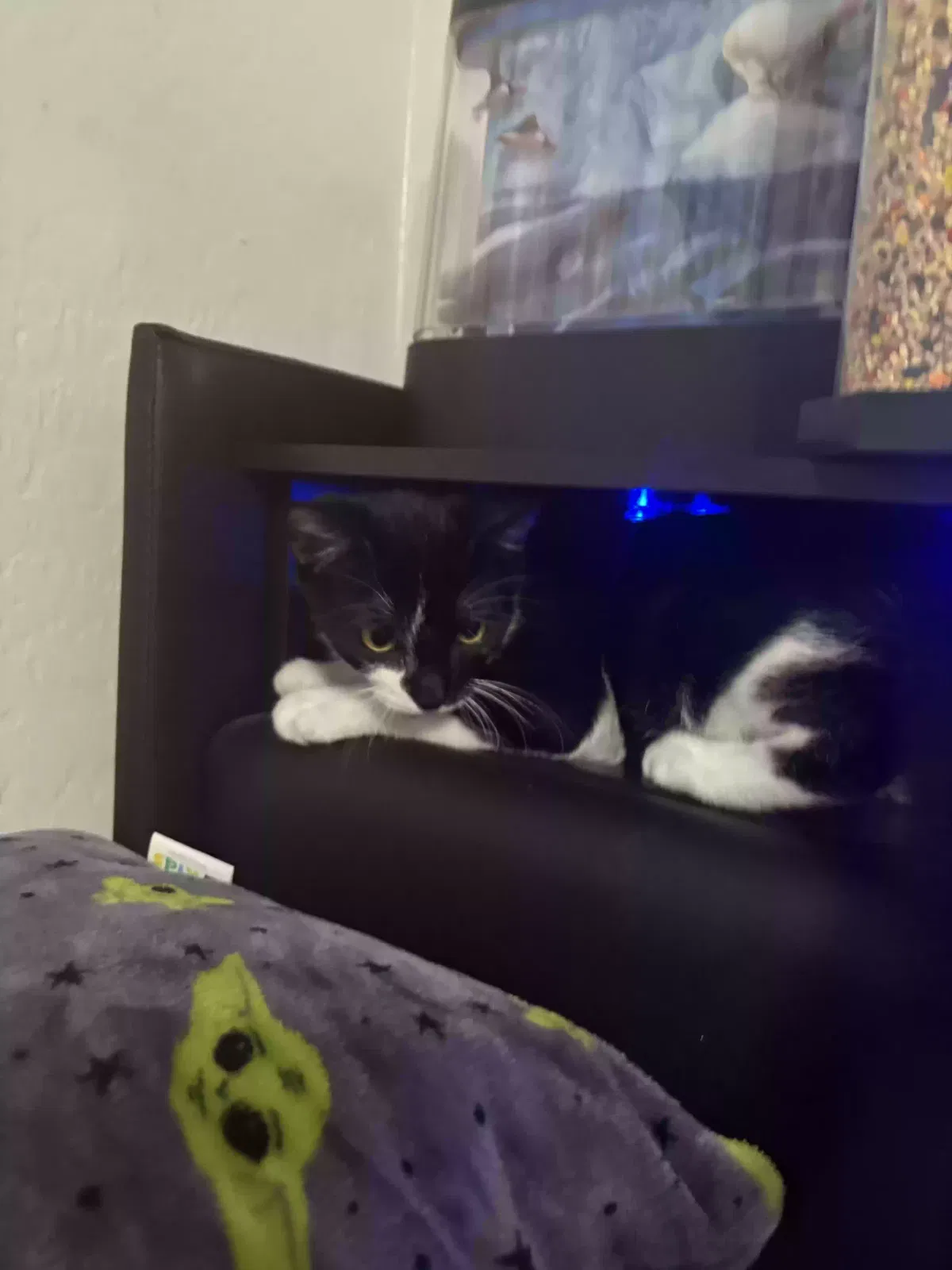 Cat, Unknown Cat for adoption in Buckeye, AZ, 85396