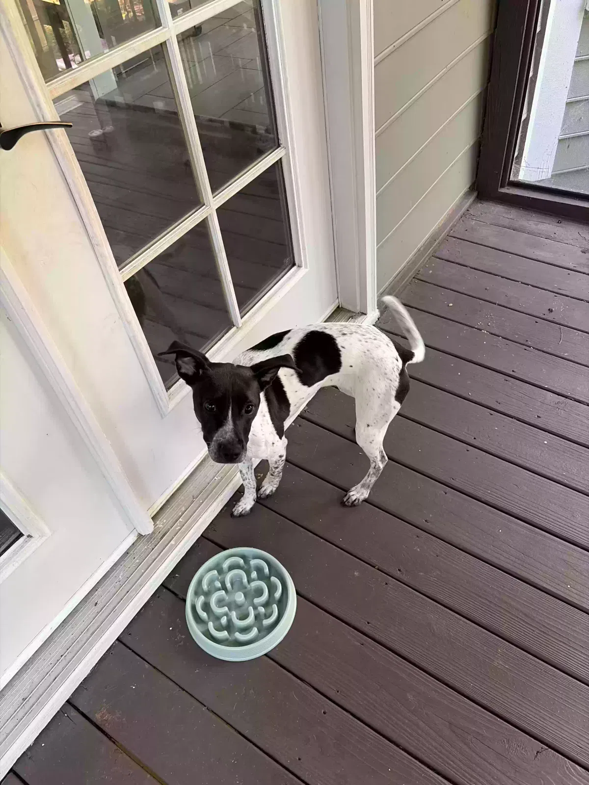 June, Pointer-lab mix Dog for adoption in Macon, GA, 31211