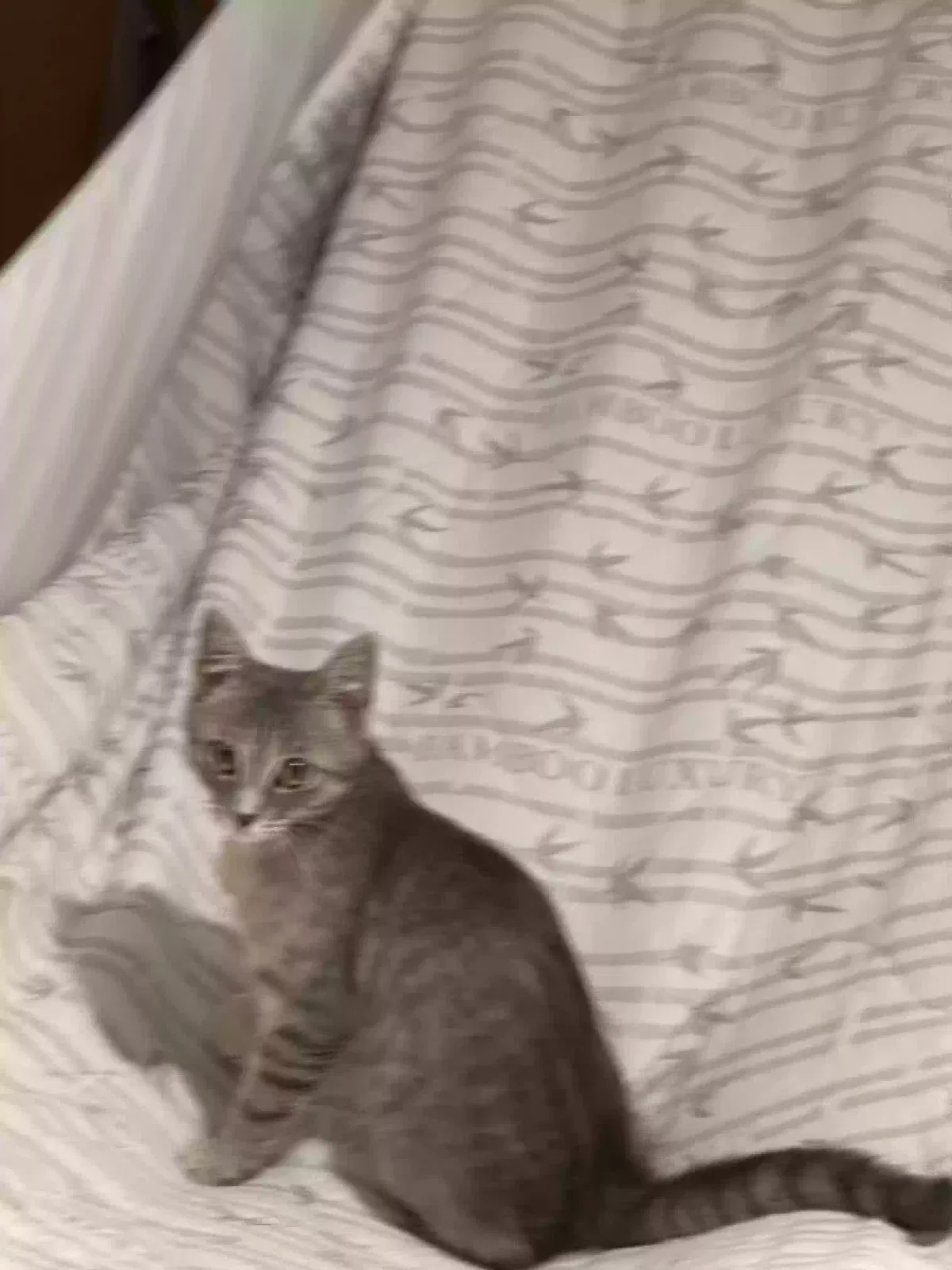 Max, Unknown Cat for adoption in Salisbury, NC, 28146