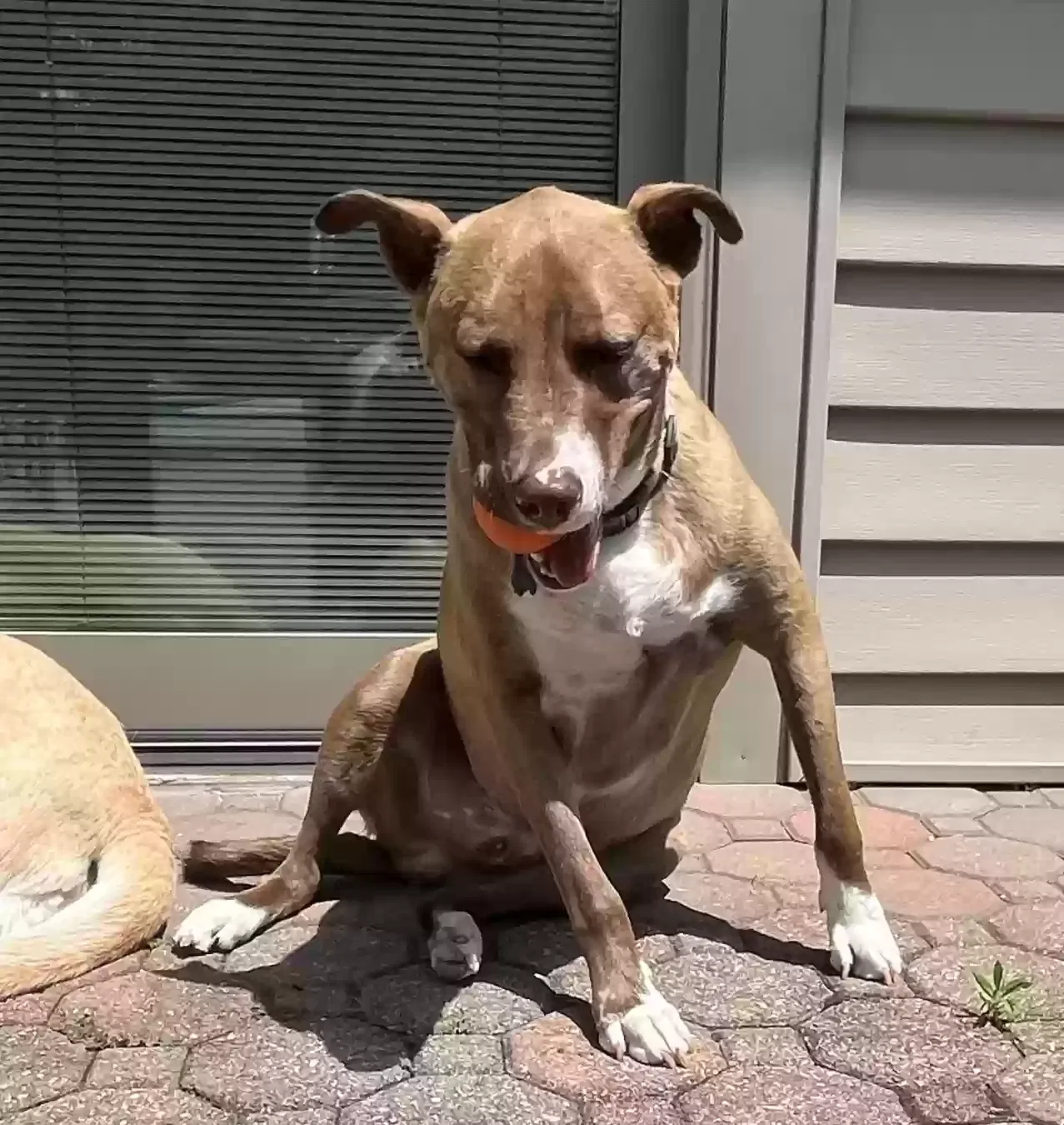 Nathan, Unknown Dog for adoption in Edison, NJ, 8817