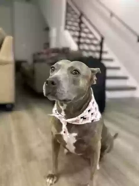 Bridgette, Unknown Dog for adoption in Tallahassee, FL, 32308