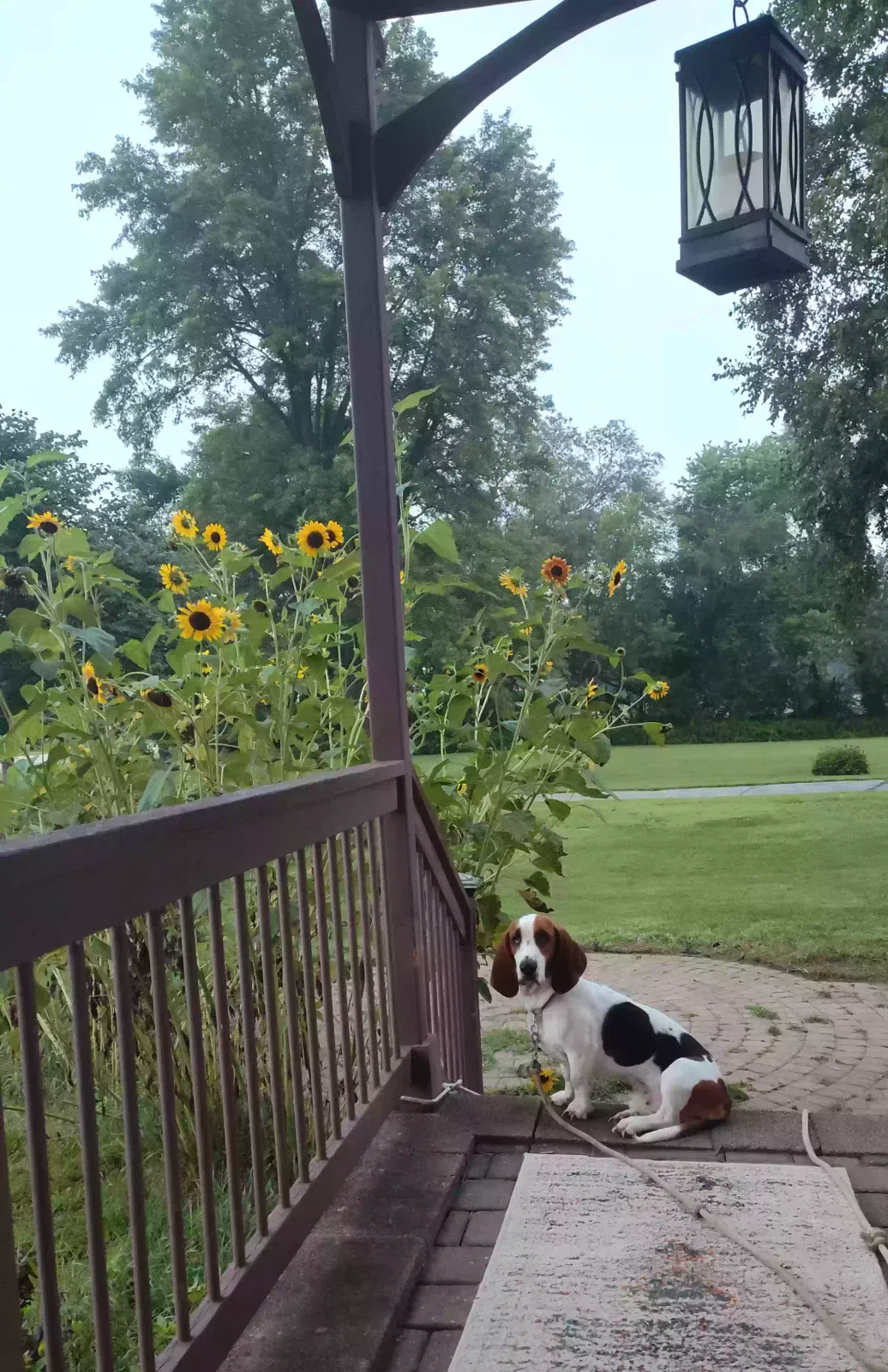 Dog, Basset Hound Dog for adoption in Cedar Falls, IA, 50613