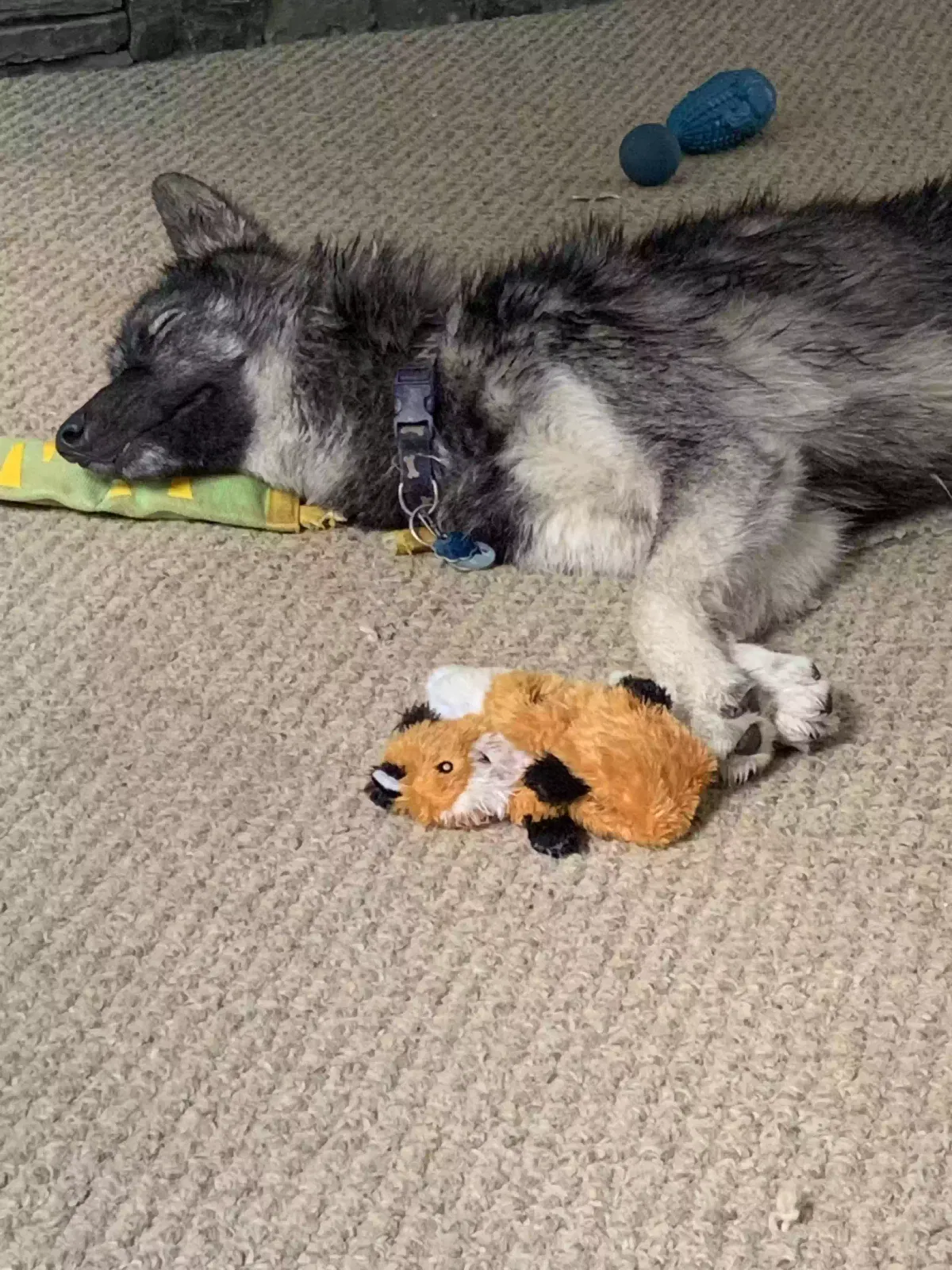 Wolfe, Husky Dog for adoption in Monroe, GA, 30656
