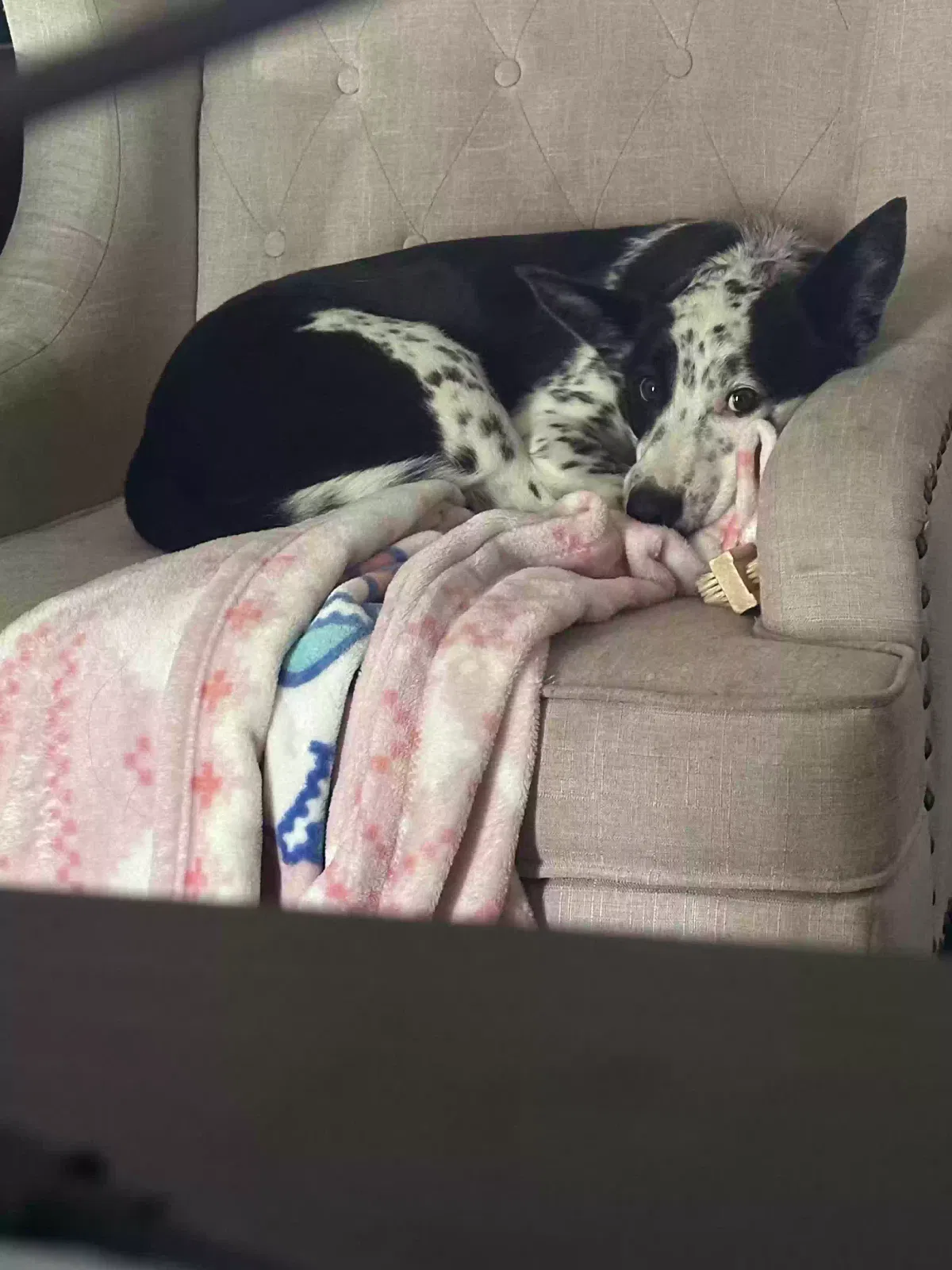 Obi, Mixed Dog for adoption in Waco, TX, 76711