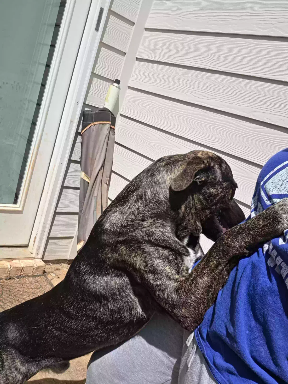 Dog, chow mix Dog for adoption in Covington, GA, 30016