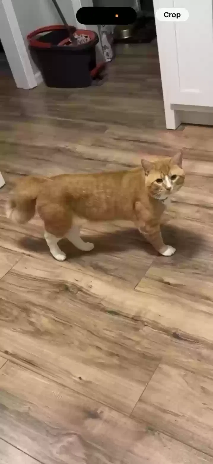 Cat, Unknown Cat for adoption in Gainesville, GA, 30506