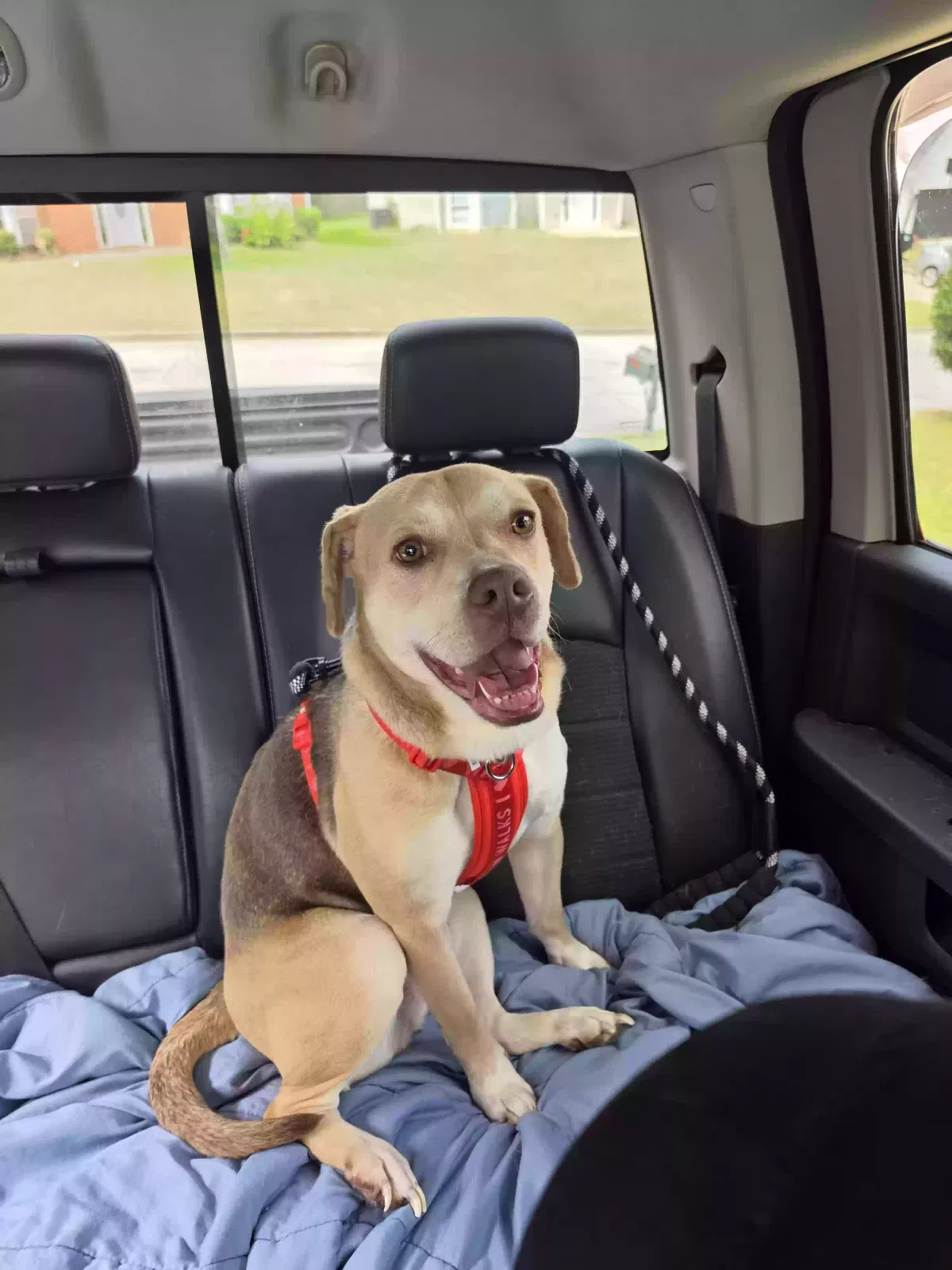 Dog, Unknown Dog for adoption in Lawrenceville, GA, 30044