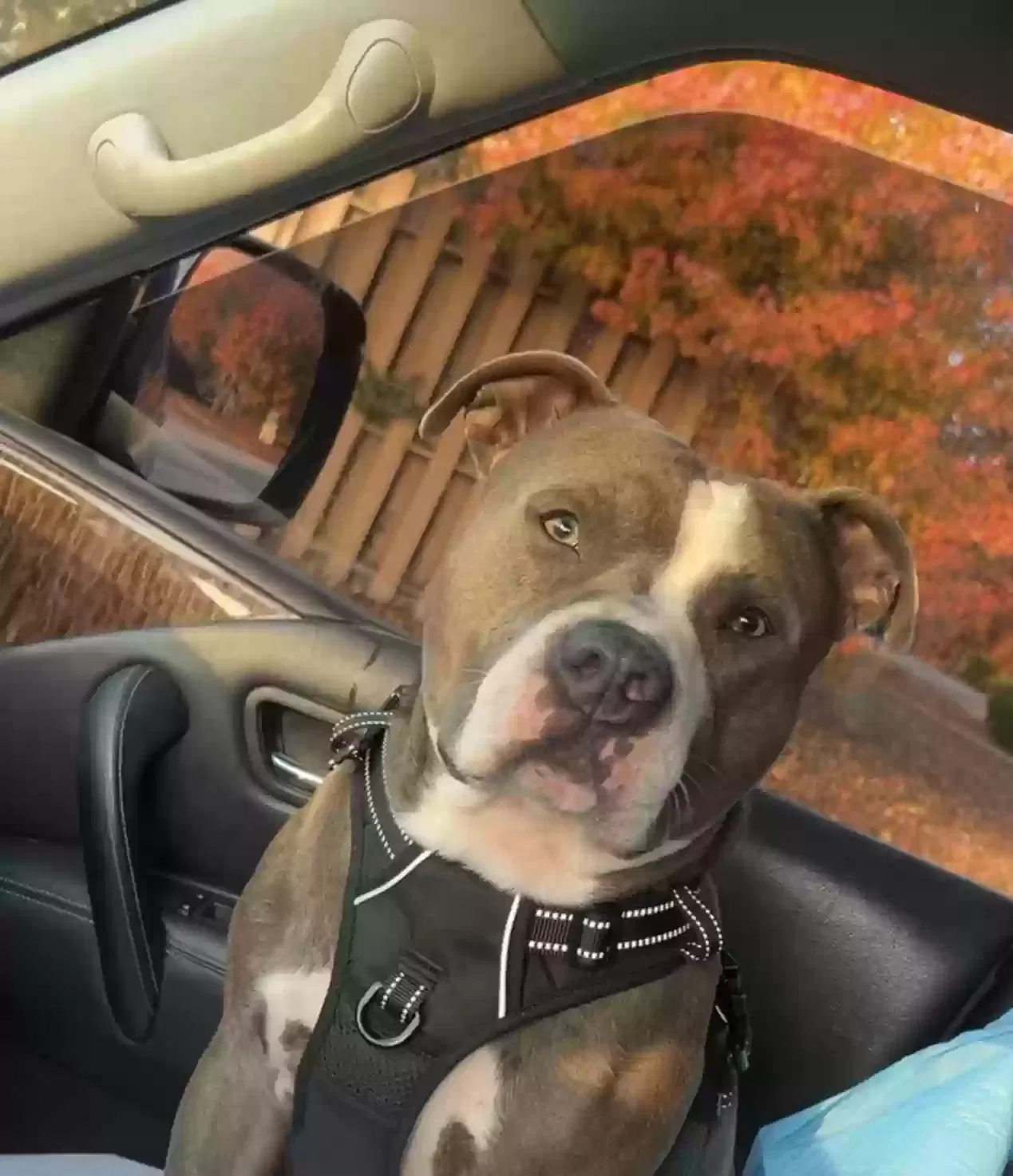 Loki, Pitbull- Bully Dog for adoption in Kennesaw, GA, 30152