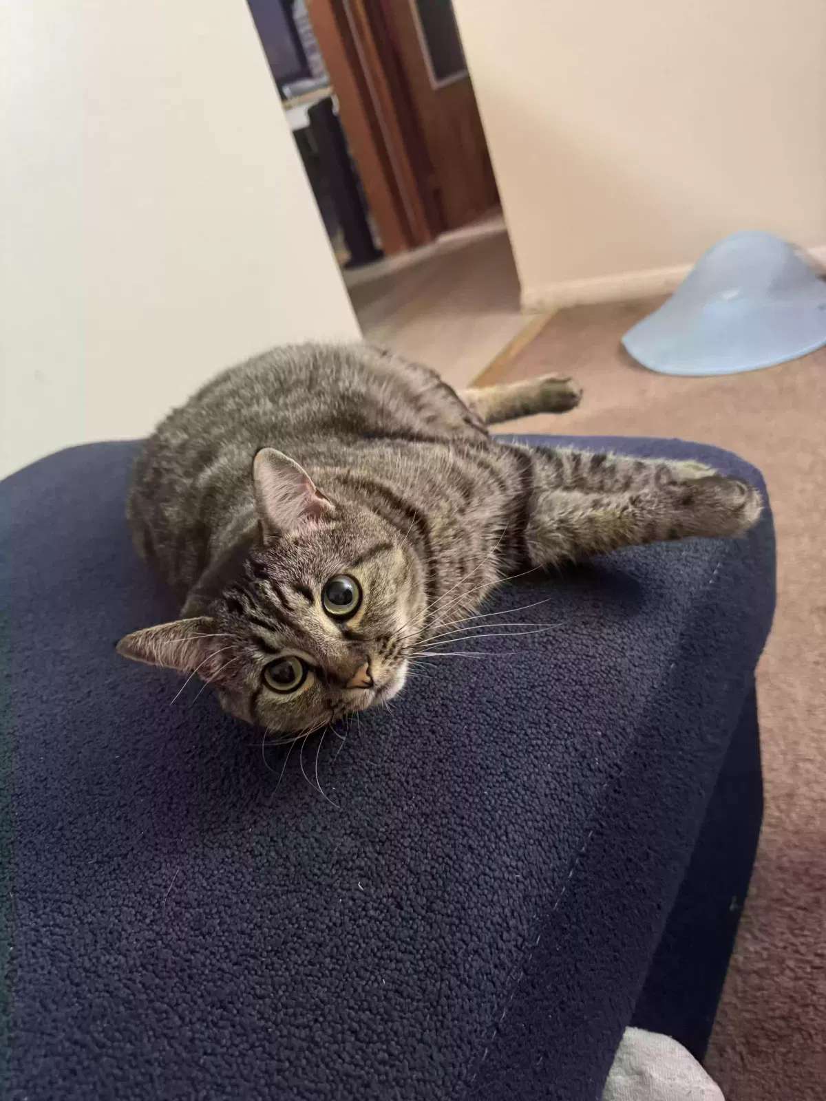 Beanie, Unknown Cat for adoption in Windsor, CT, 6095