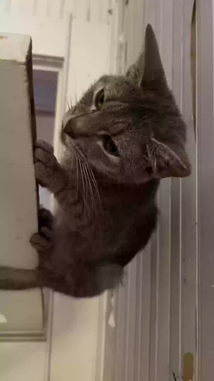 tequila, egyptian mau Cat for adoption in Madison, NC, 27025