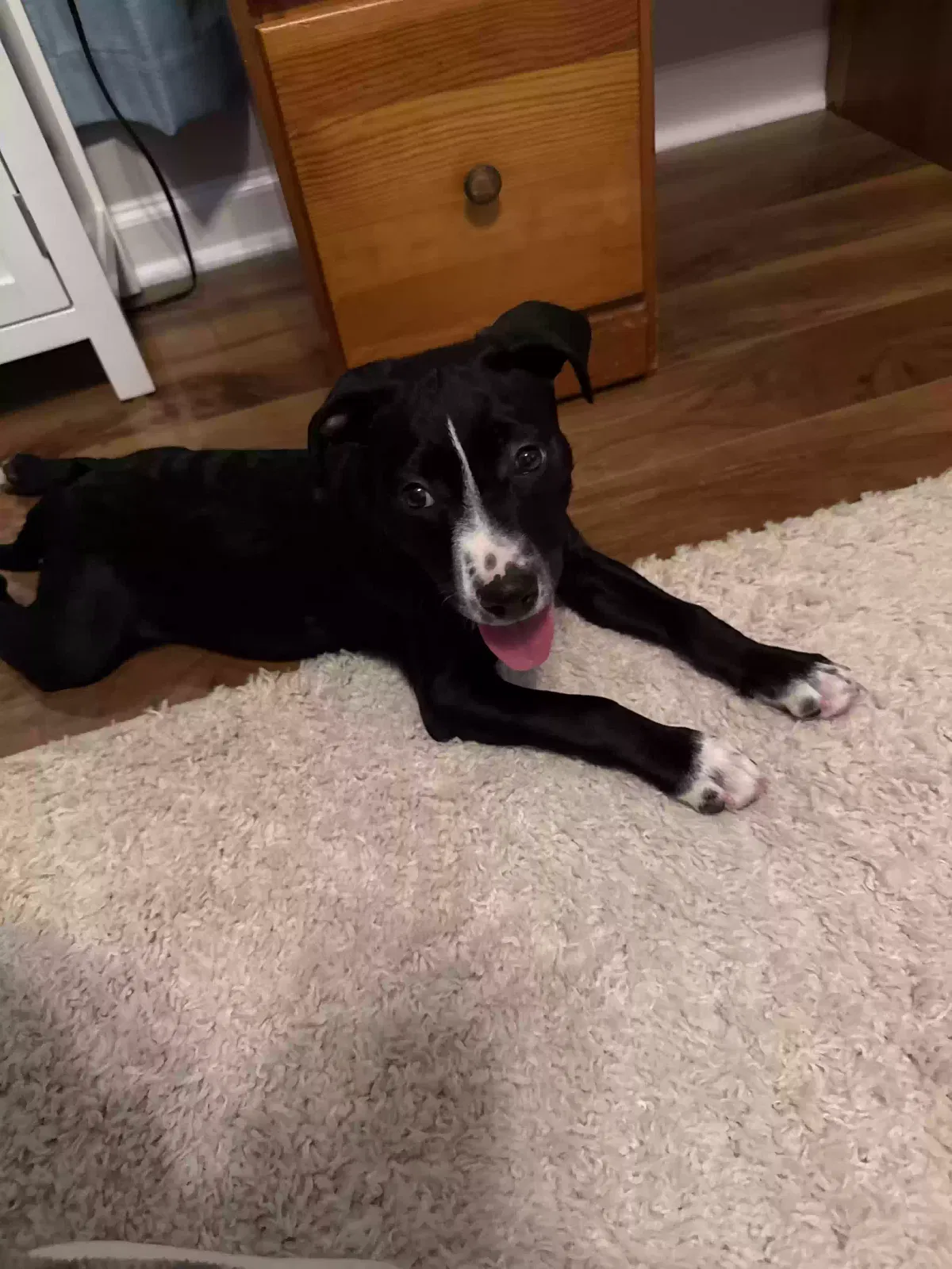Penny, Pitbull Dog for adoption in Richmond, KY, 40475