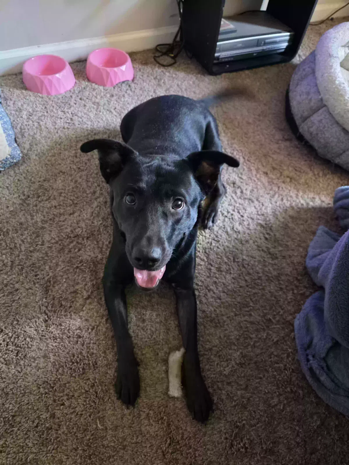 Dog, Pitbull mix Dog for adoption in White, GA, 30184
