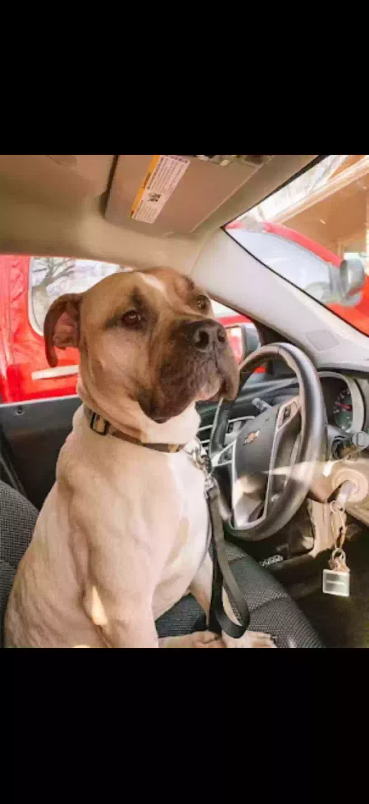 Zeus, Pitbull/Mastiff Dog for adoption in Derby, KS, 67037