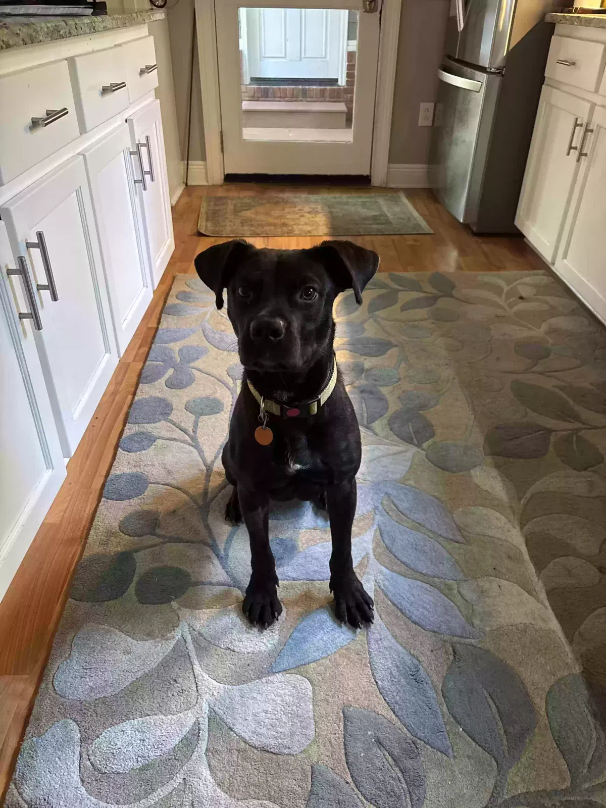 Dog, Unknown Dog for adoption in Troy, AL, 36081