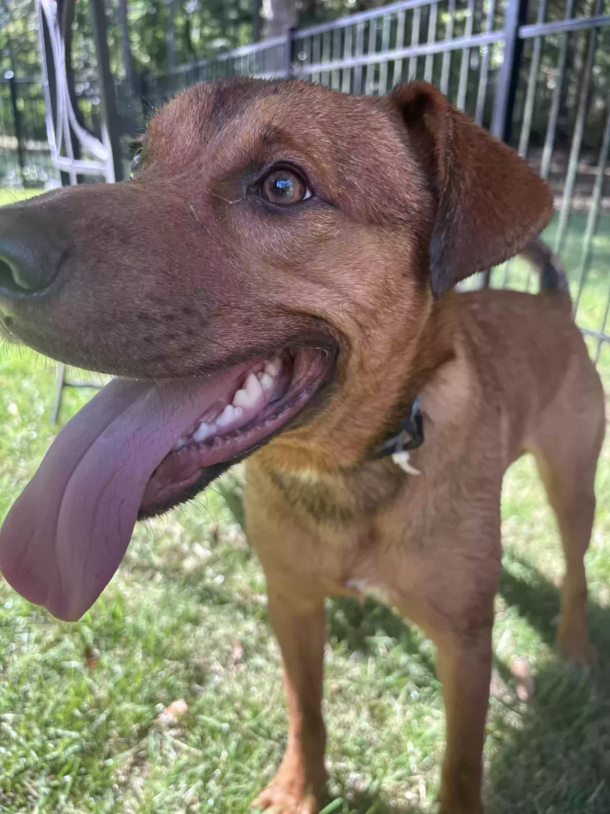 Dog, German shepherd/mix Dog for adoption in Anniston, AL, 36206